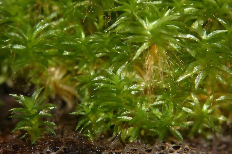 Hypergravity boosts food production in moss species finds a recent Japanese study