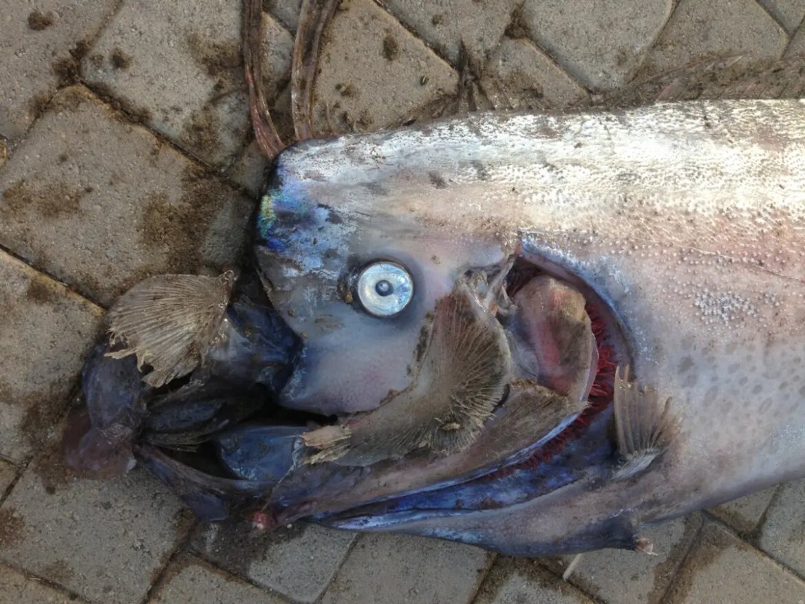 The Japanese folk tale of ‘doomsday fish’ The Japanese folk tale of 'doomsday fish'