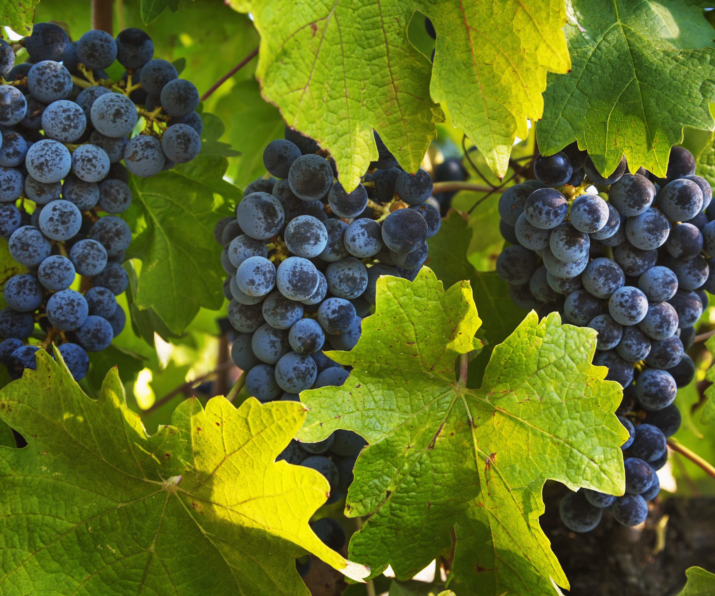 Dark grapes growing on a vine