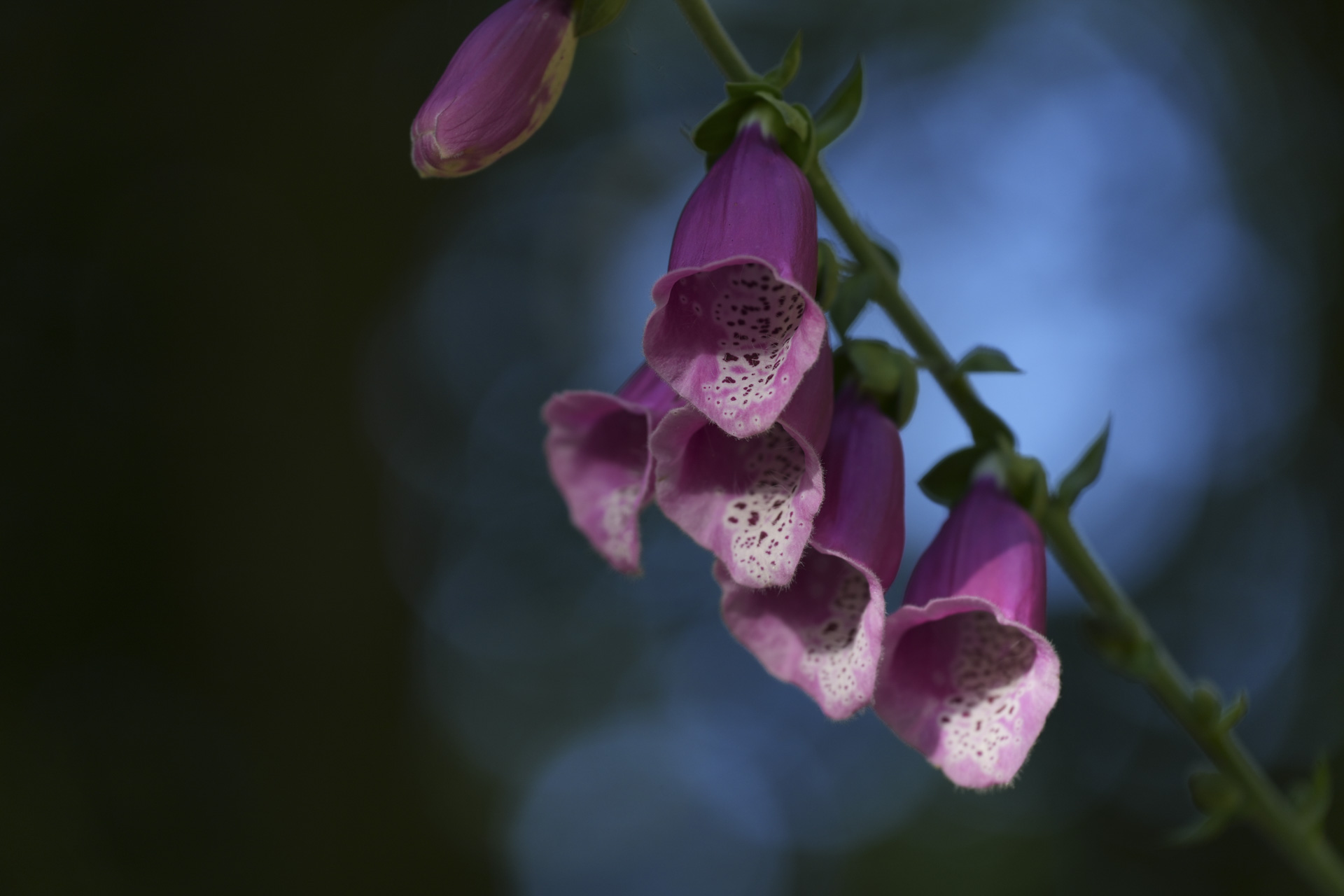 Macro photo of flowers taken with the Sony FE 70-200mm F4 II lens and A7C R
