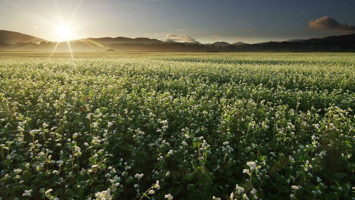 Hokkaido’s Warmer Months: Fire, Flavor, and the Spirit of Summer Hokkaido’s Warmer Months: Fire, Flavor, and the Spirit of Summer