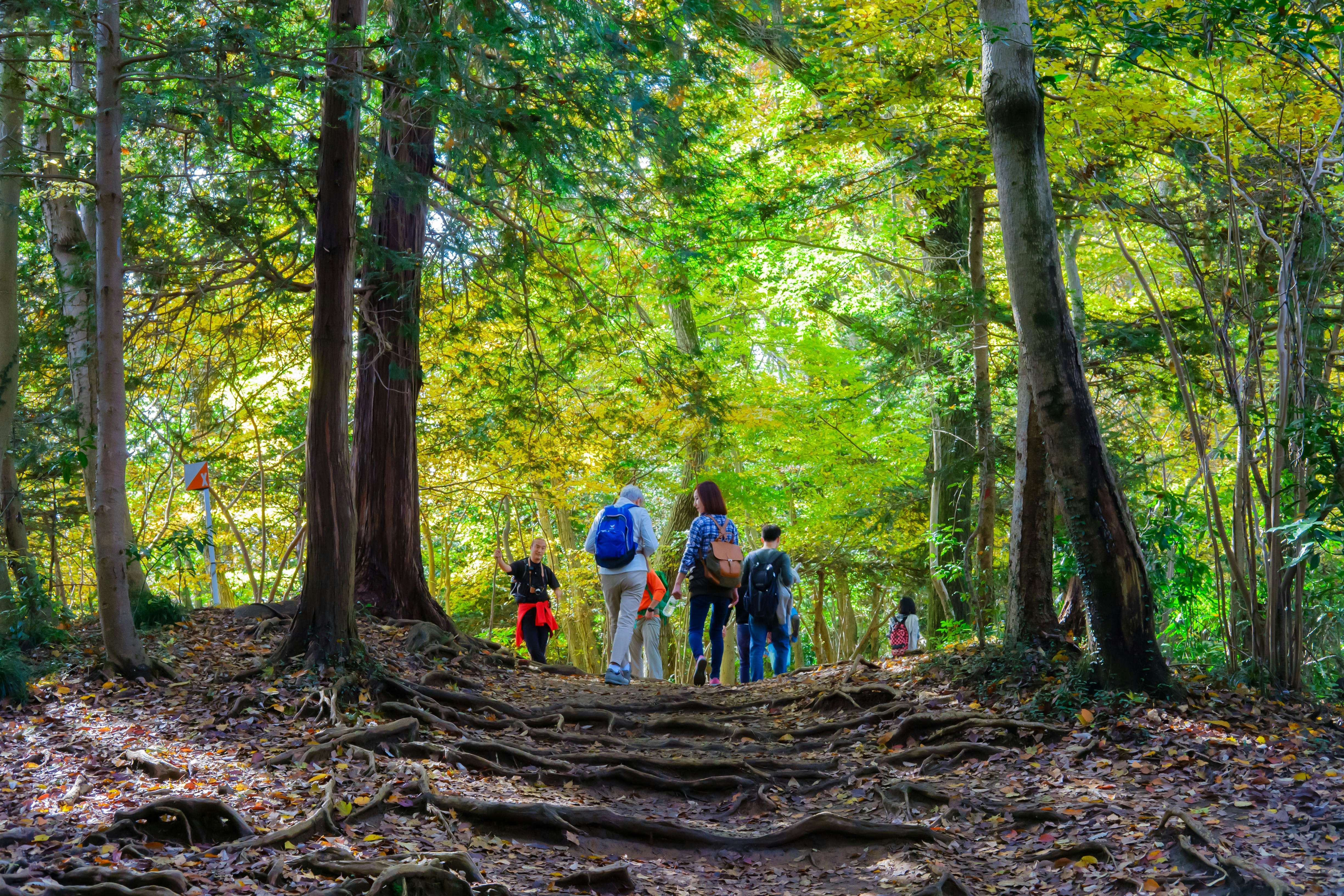 Half a dozen hikers walk along a forested trail. The hikers wear backpacks and one uses a long stick to assist with walking.
