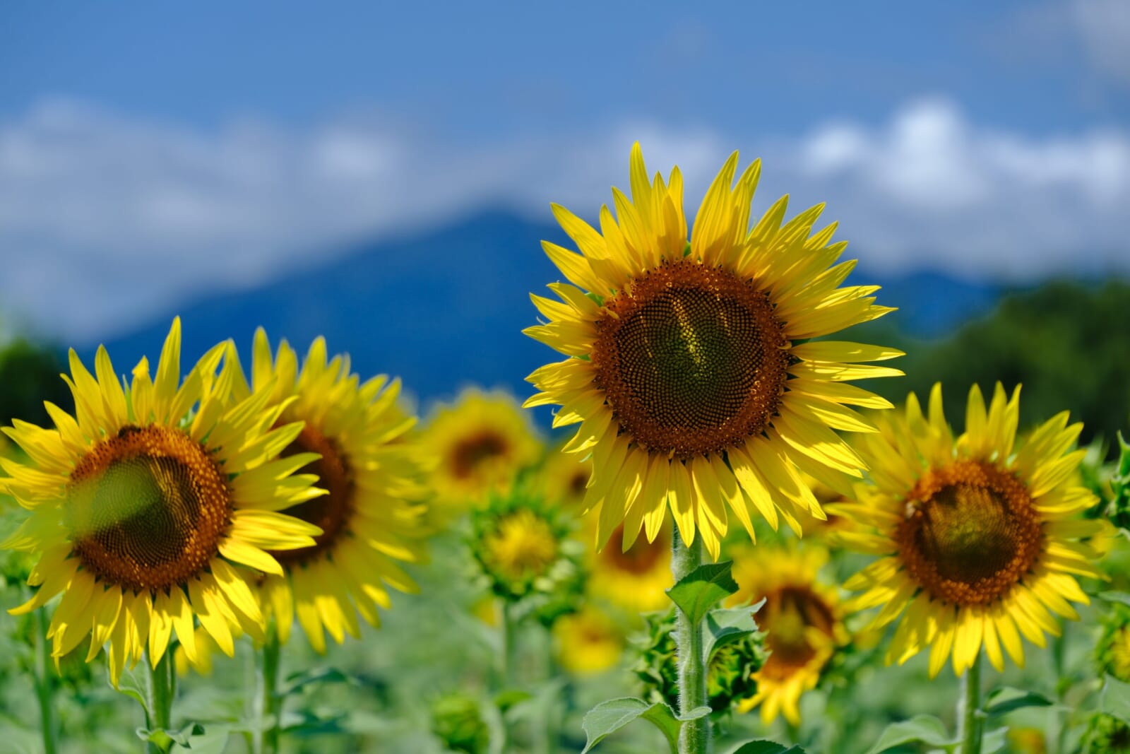 sunflowers japan