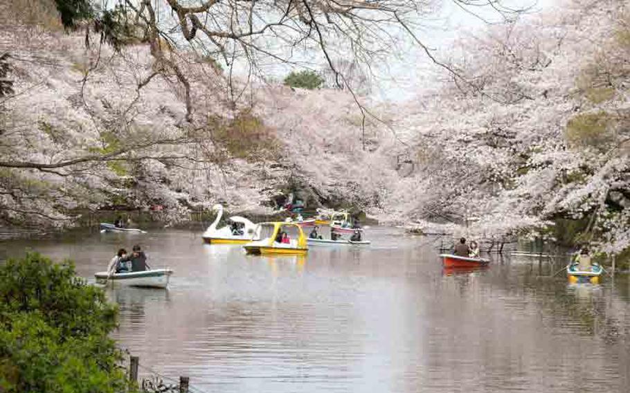 cherry blossom, swan boats at Inokashira Park
