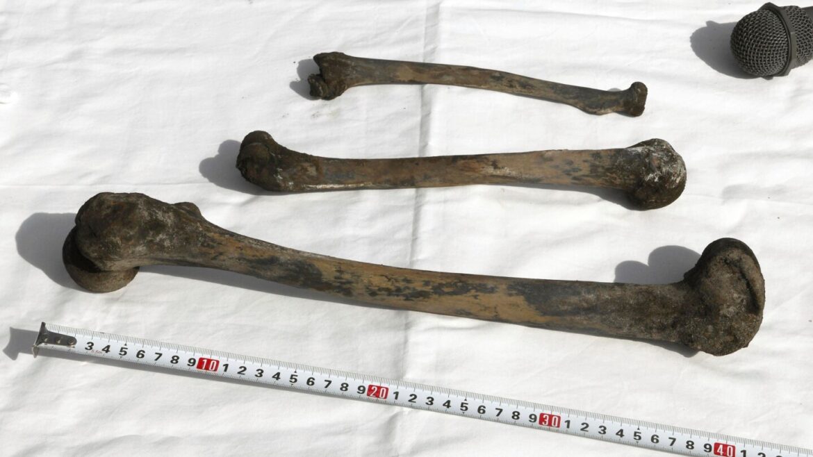 Bones found at Japanese site where Korean forced laborers died in WWII Bones found at Japanese site where Korean forced laborers died in WWII