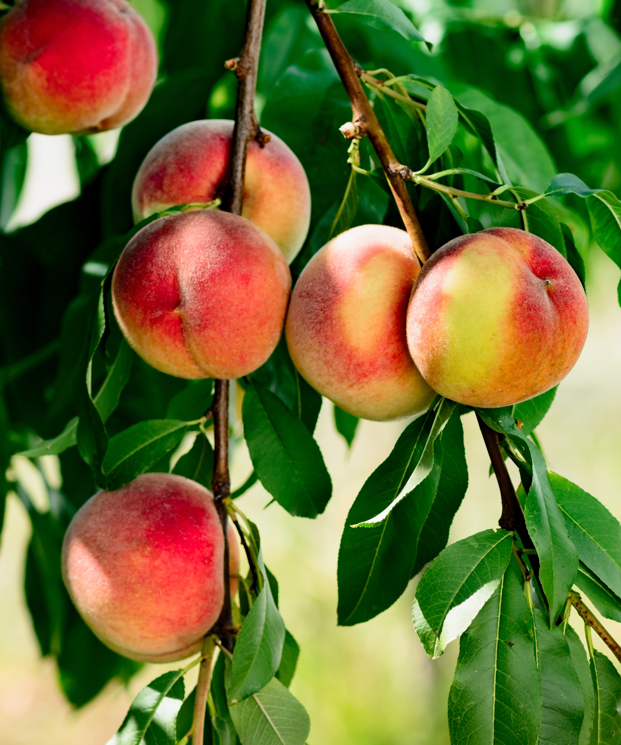 Peach tree