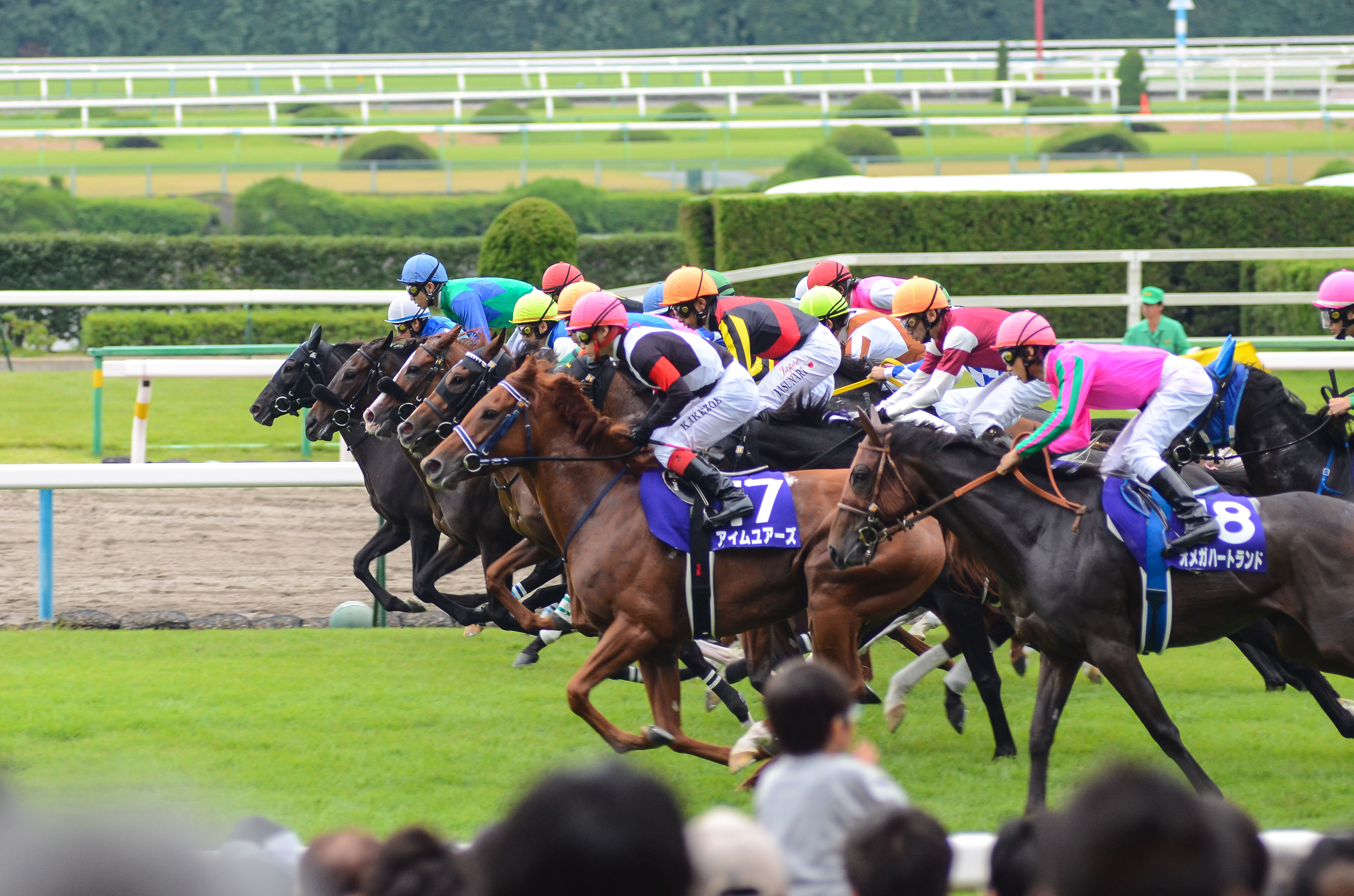 Horses racing at Kyoto racecourse in Japan.