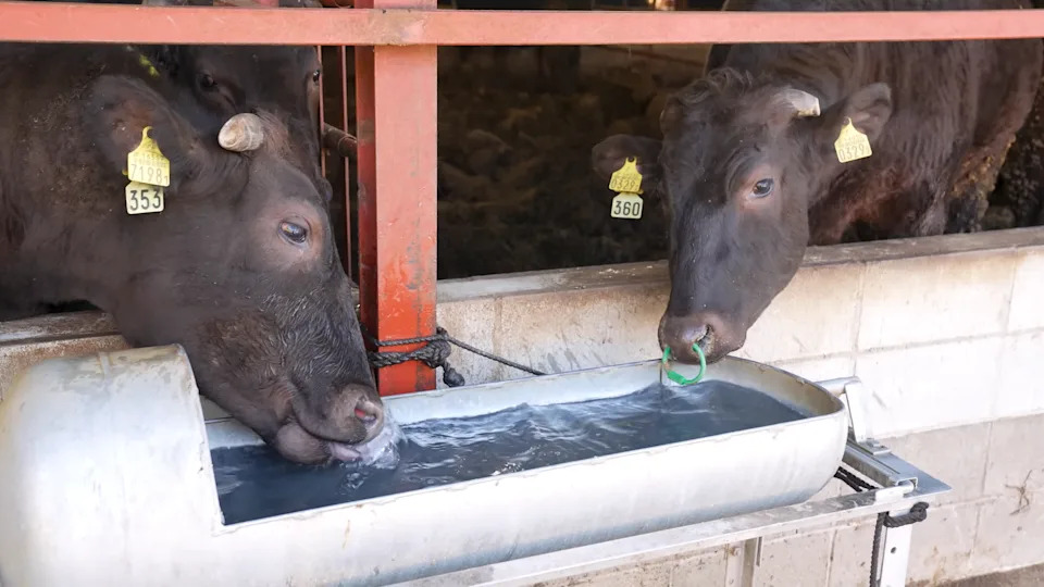 Wagyu cows drinking from a water trough. 