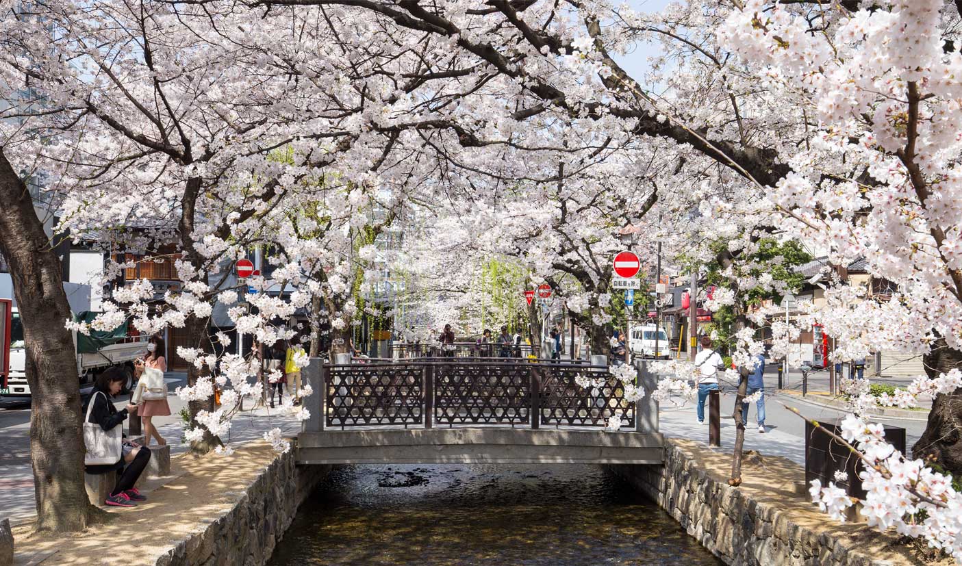 A canopy of cherry blossoms cover a stone bridge over a small canal in Kyoto's Gion district