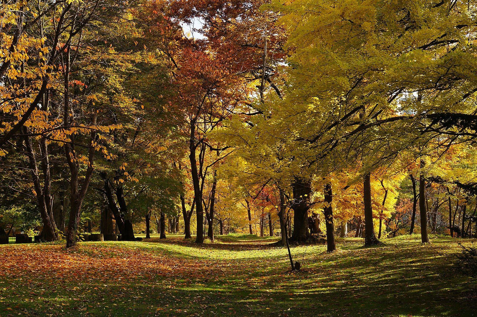Hokkaido University Botanical Gardens - Things to do in Sapporo