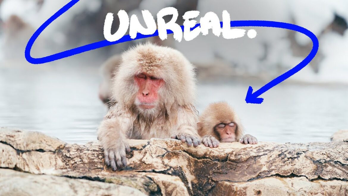 How Japan’s Snow Monkeys Ended Up in Hot Springs How Japan’s Snow Monkeys Ended Up in Hot Springs