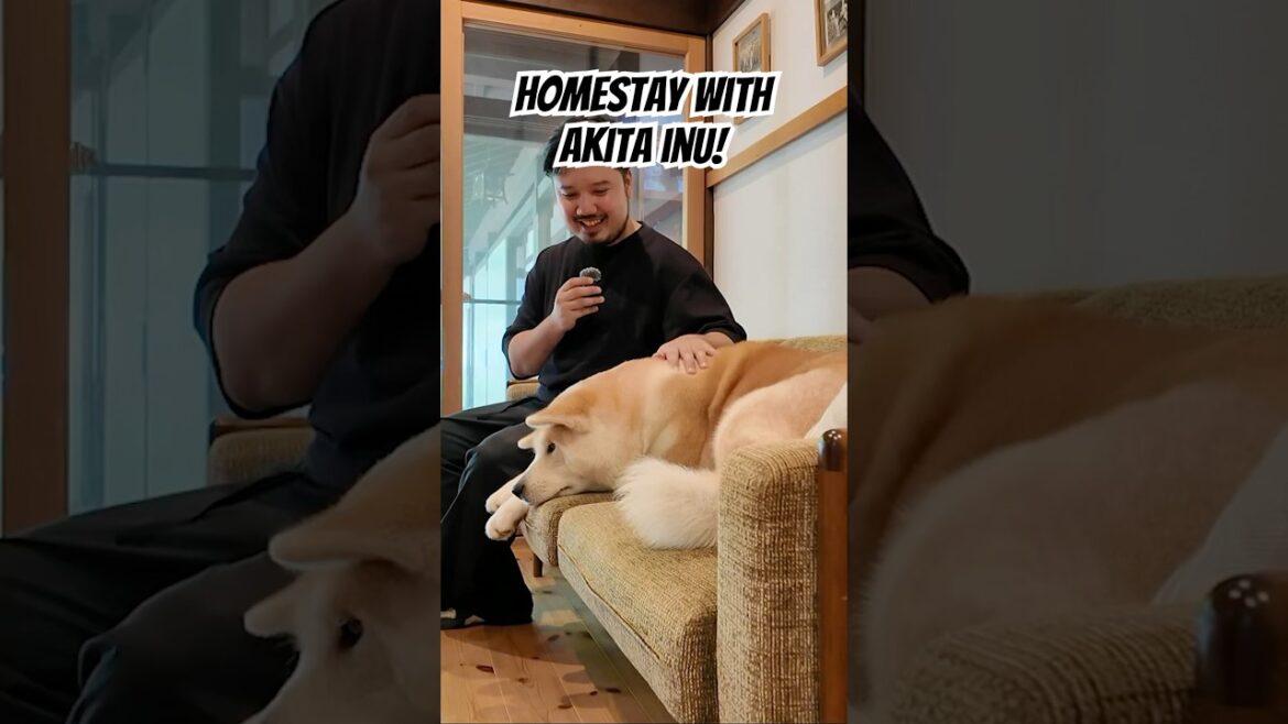 Enishi House let’s you play with cute Akita Inu! 😍🐕 #PinoyFoodie #travel #japan #akita
