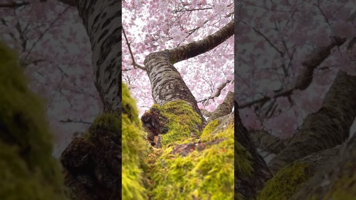 🌍 Most Beautiful Places on Earth | Relaxing Travel Edit (4K)#shorts