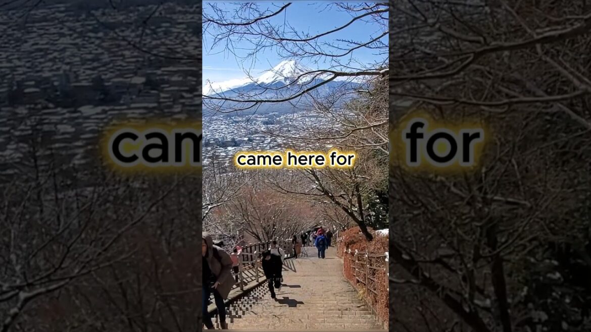 What to Do at Chureito Pagoda, Japan - Mt. Fuji Travel Vlog #shorts
