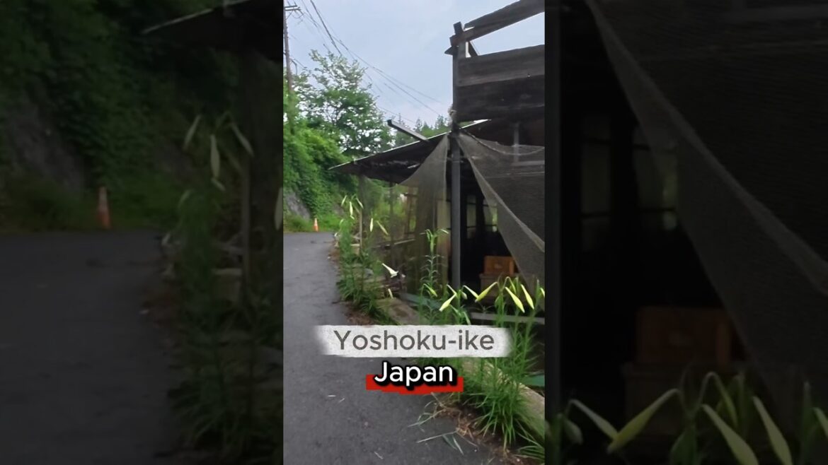 Traditional Fish Ponds Before Tsumago #japan #travel #4kuhd #4kwalk #asmr #fish #nakasendo Traditional Fish Ponds Before Tsumago #japan #travel #4kuhd #4kwalk #asmr #fish #nakasendo