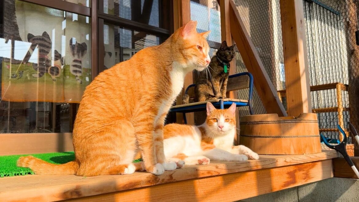 Secret Cat Guesthouse in Japan🐈💕🐈 Stay with 30 Fluffy Residents | Hiroshima, Japan | “Nyan STAY” Secret Cat Guesthouse in Japan🐈💕🐈 Stay with 30 Fluffy Residents | Hiroshima, Japan | "Nyan STAY"