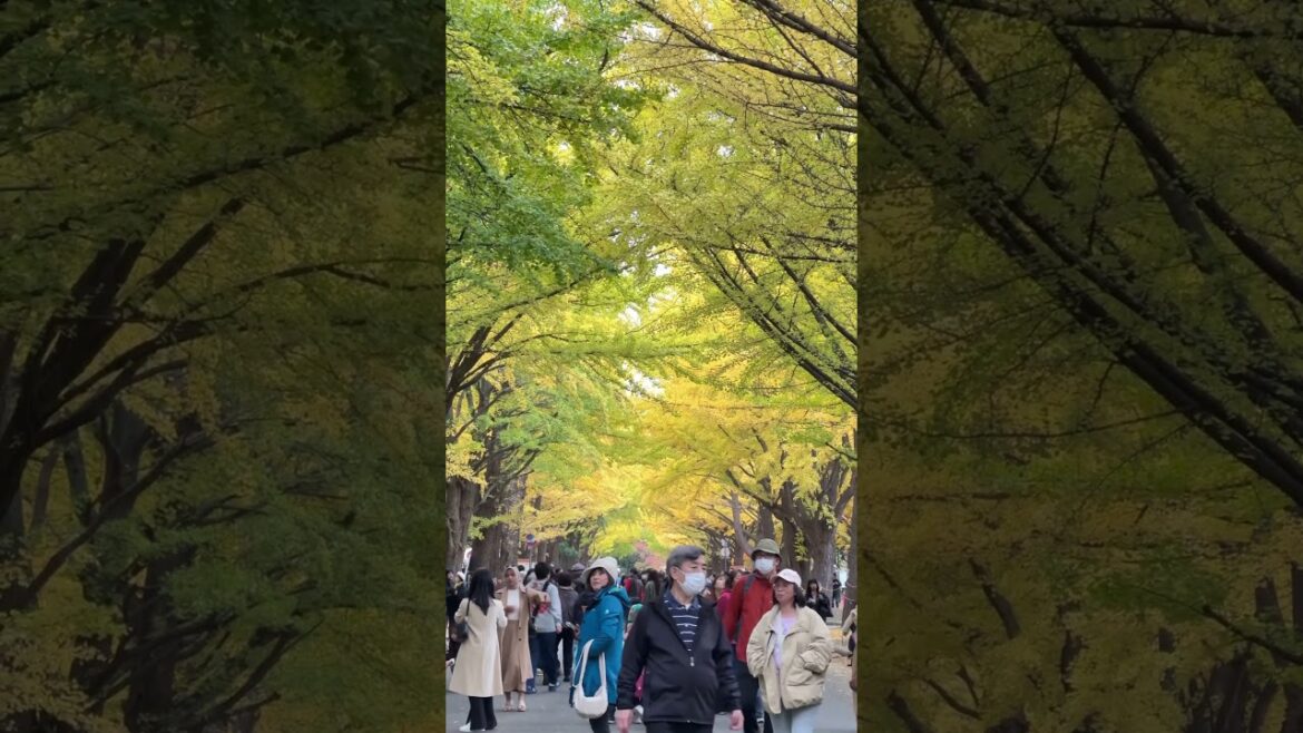Hokkaido University Ginkgo Avenue #hokkaido