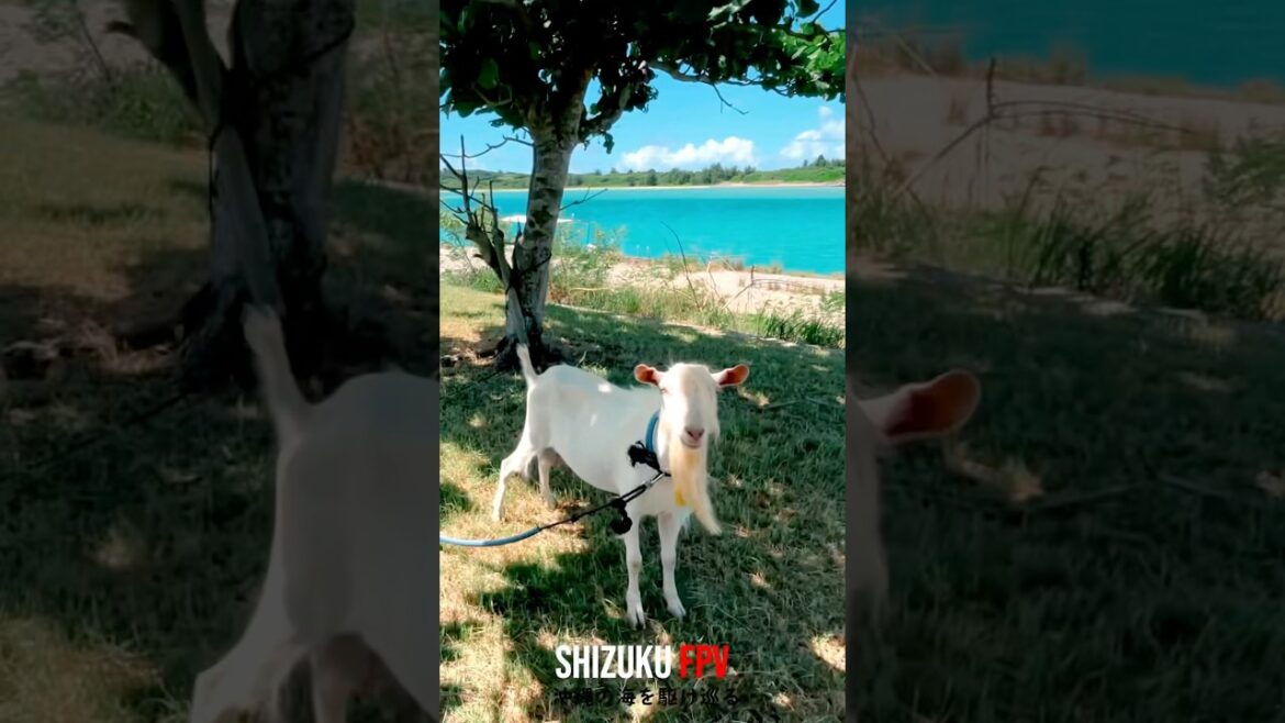 【圧巻】Golden x FPV | ヤバい😱この景色は反則級だ‼️