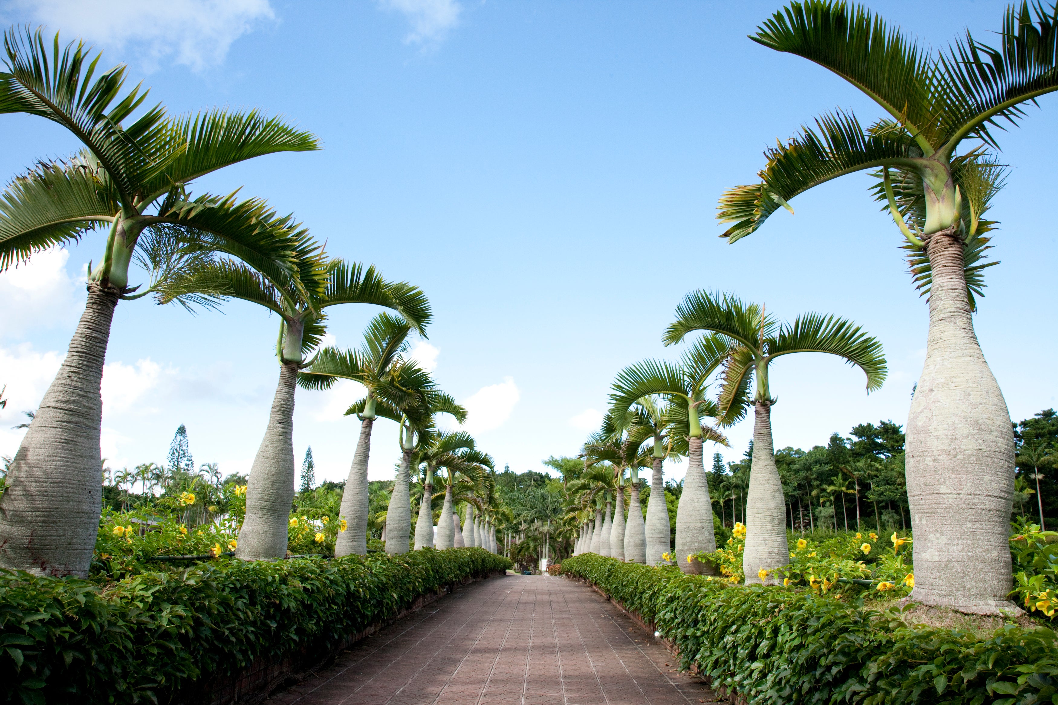 The Southeast Botanical Gardens is one of the largest in Japan