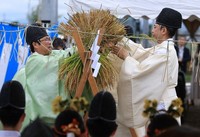 Harvested rice stalks are being hung on a rice drying rack during the 