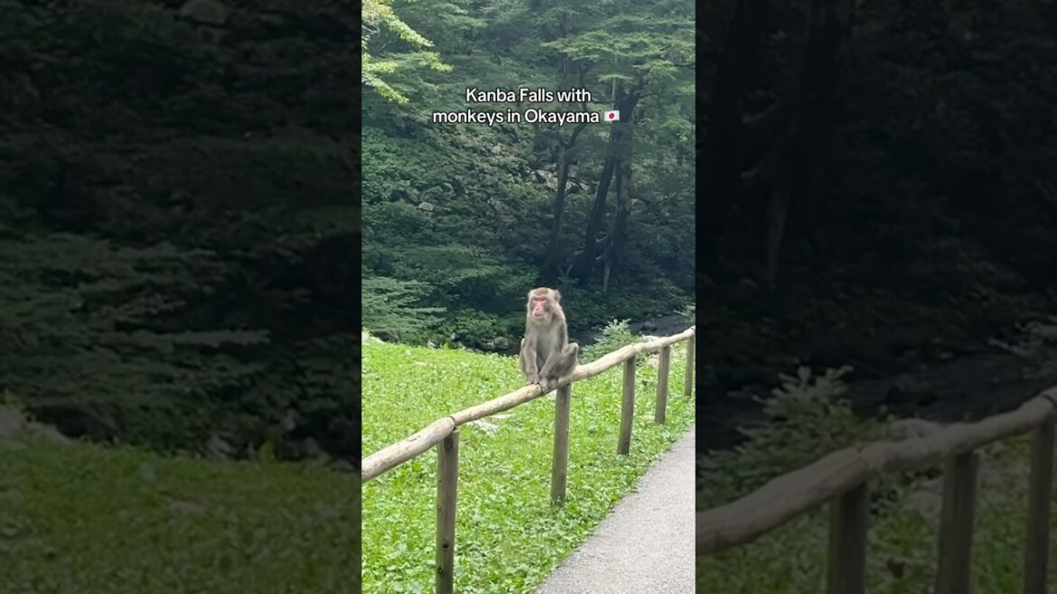 hike to a waterfall with monkeys in Kanba falls, Okayama #shorts hike to a waterfall with monkeys in Kanba falls, Okayama #shorts