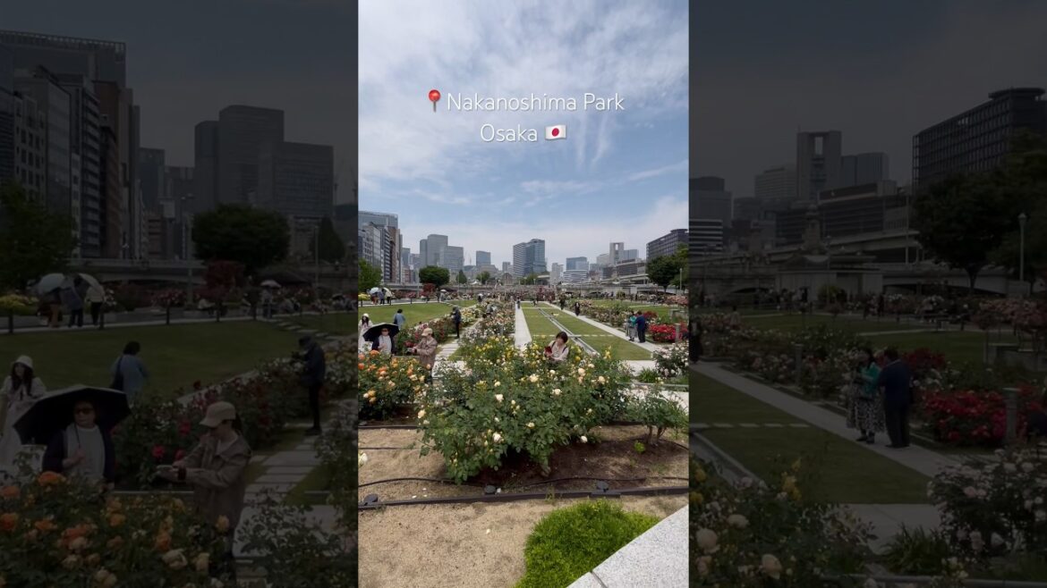 Nakanoshima Park, Osaka’s Riverside Green Space #osaka #japantravel #park #japan #shorts