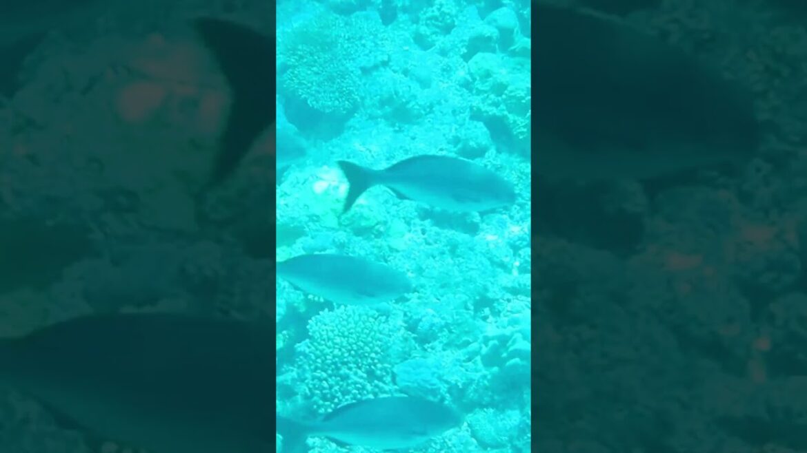 Snorkeling in Tokashiki Island #shorts #okinawa #日本旅行 Snorkeling in Tokashiki Island #shorts #okinawa #日本旅行
