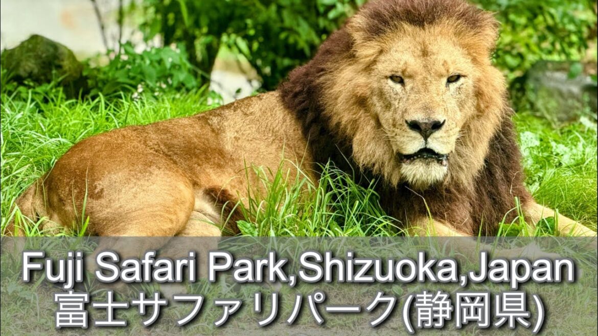 Fuji Safari Park/富士サファリパーク