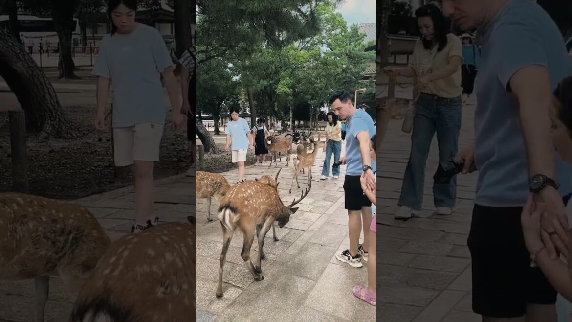 Exploring Nara 🇯🇵 // The best of our Japan trip #passaportenobolso #japantravel