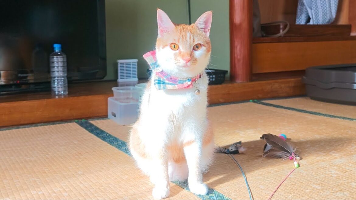 A Japanese Retro Inn Where 13 Cats Come to Visit 🐱💕 | Shoraku Ryokan in Ozu | 松楽旅館 A Japanese Retro Inn Where 13 Cats Come to Visit 🐱💕 | Shoraku Ryokan in Ozu | 松楽旅館