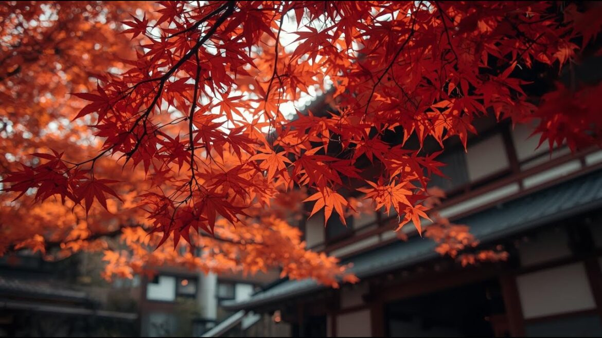 Autumn in Japan: Viewing the Stunning Momiji (Red Maple Leaves)