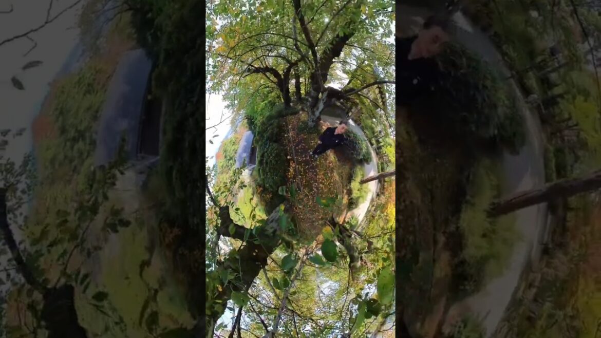 Senshu Park Autumn Leaves - Akita, Japan - Postcards from Stewy #akita