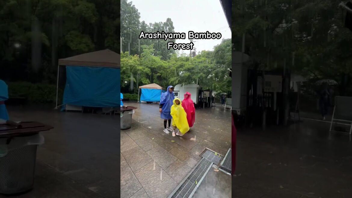 Kyoto’s Emerald Embrace:Arashiyama in the rain