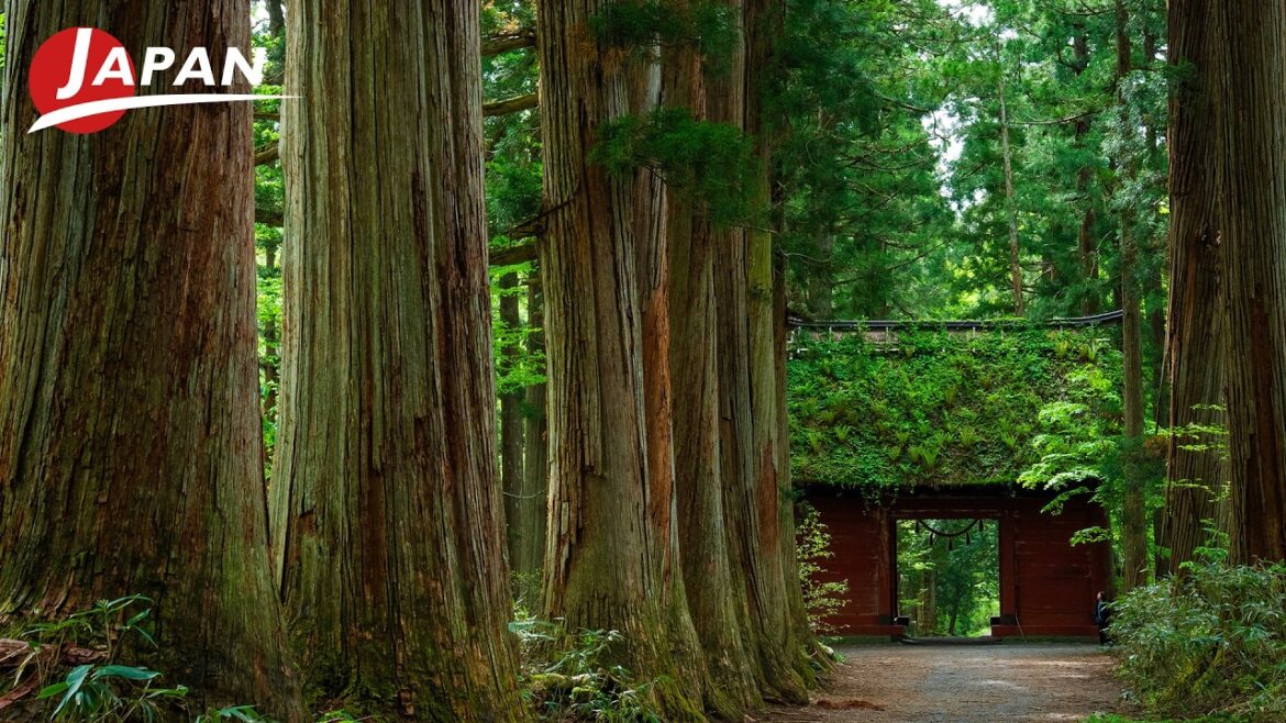 Discovering Togakushi: A Pilgrimage of Five Shrines | Nagano, Japan Travel