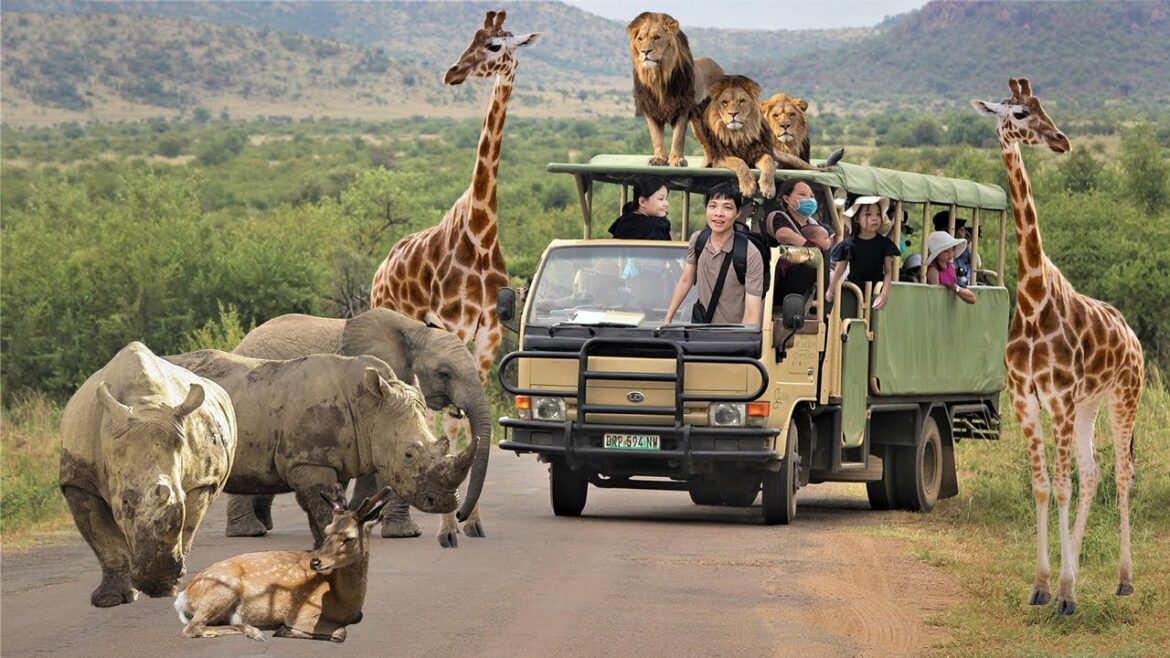 Du lịch Vườn thú Mỹ Quỳnh Safari - Chuyện Gì Đã Khiến Lũ Trẻ Phấn Khích Tột Độ?