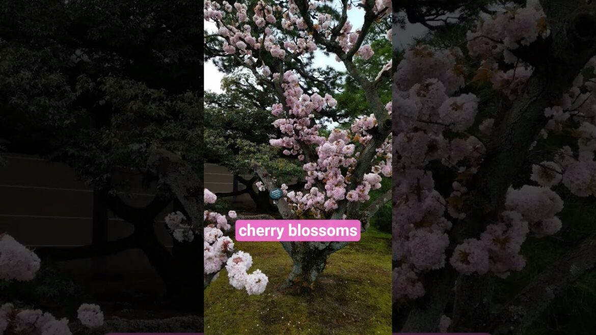 【Kyoto Trip】Kyoto in spring@Kyoto　#Kyoto　#spring　#trip　#cherry blossoms