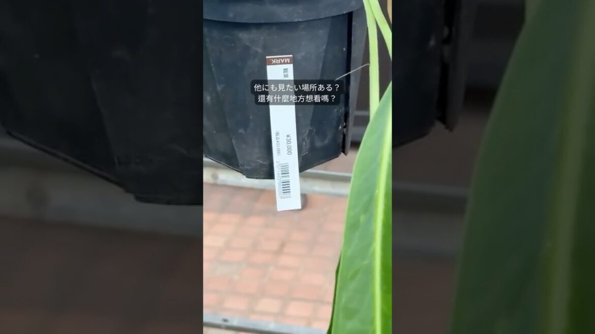 誒!11 萬日圓的植物!?|えっ!11万円の植物!?福岡の平田ナーセリーで驚きの展示🌿✨|Wait… a ¥110,000 Plant!? #観葉植物 誒!11 萬日圓的植物!?|えっ!11万円の植物!?福岡の平田ナーセリーで驚きの展示🌿✨|Wait… a ¥110,000 Plant!? #観葉植物