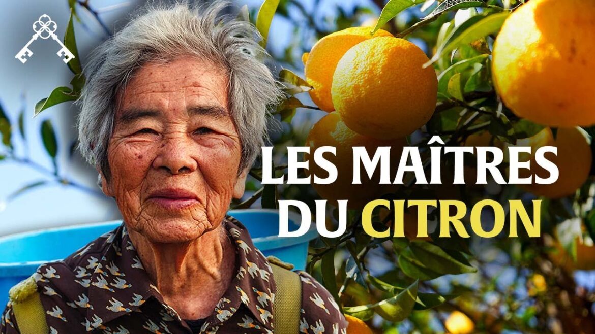 Du Japon à la Sicile : voyage aux sources des agrumes rares 🍋🌿  | Trésors du Patrimoine Du Japon à la Sicile : voyage aux sources des agrumes rares 🍋🌿  | Trésors du Patrimoine
