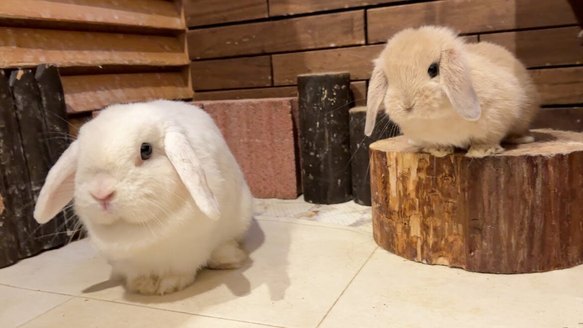 Japan’s Rabbit Cafe Tour! Cute Bunnies and Delicious Food to Melt Your Heart🐰🧁