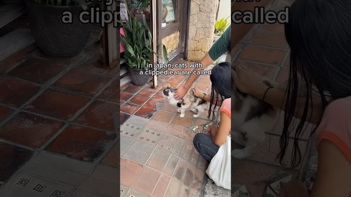 stray cats of japan π―π΅π stray cats of japan π―π΅π