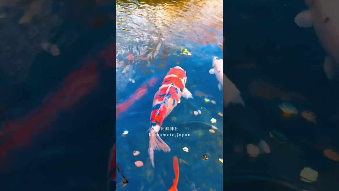 kumamoto, japan 📍⛩️#favourite #foryou #fypシ゚ #kumamoto #japan 🇯🇵