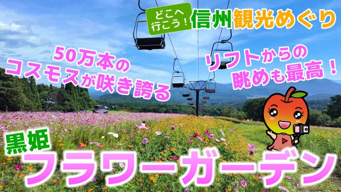 【長野観光】50万本のコスモスが咲き誇る 黒姫フラワーガーデン 【長野観光】50万本のコスモスが咲き誇る 黒姫フラワーガーデン