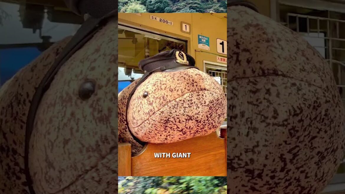 This Japanese Train is Overrun with… GIANT SALAMANDERS?!🦎 #travel #japan This Japanese Train is Overrun with... GIANT SALAMANDERS?!🦎 #travel #japan