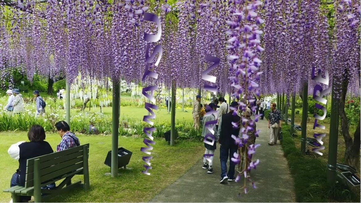 Hamamatsu: Blooming Paths, Wild Encounters, and Lakeside Whimsy!