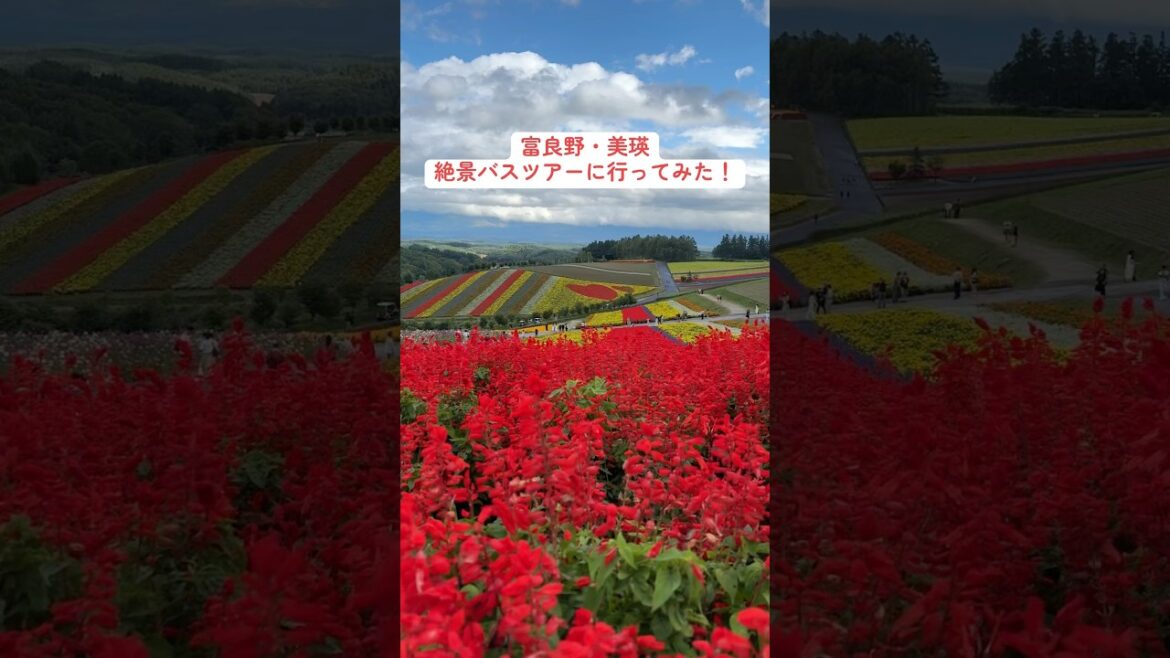 【北海道観光】富良野・美瑛 絶景バスツアーに行ってみた #shorts