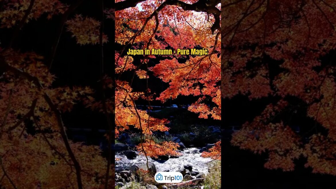 Japan in Autumn = Pure Magic! Top 5 Must-Visit Places ππ―π΅ #shortsvideo #shorts #japan Japan in Autumn = Pure Magic! Top 5 Must-Visit Places ππ―π΅ #shortsvideo #shorts #japan