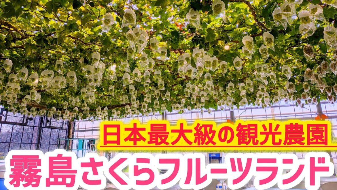 【霧島市観光】さくら農園(霧島さくらフルーツランド)【鹿児島観光】/ kagoshima travel