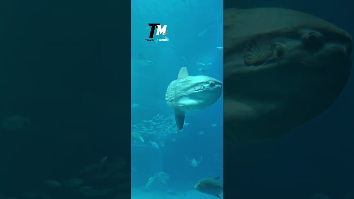 Osaka Aquarium | Japan