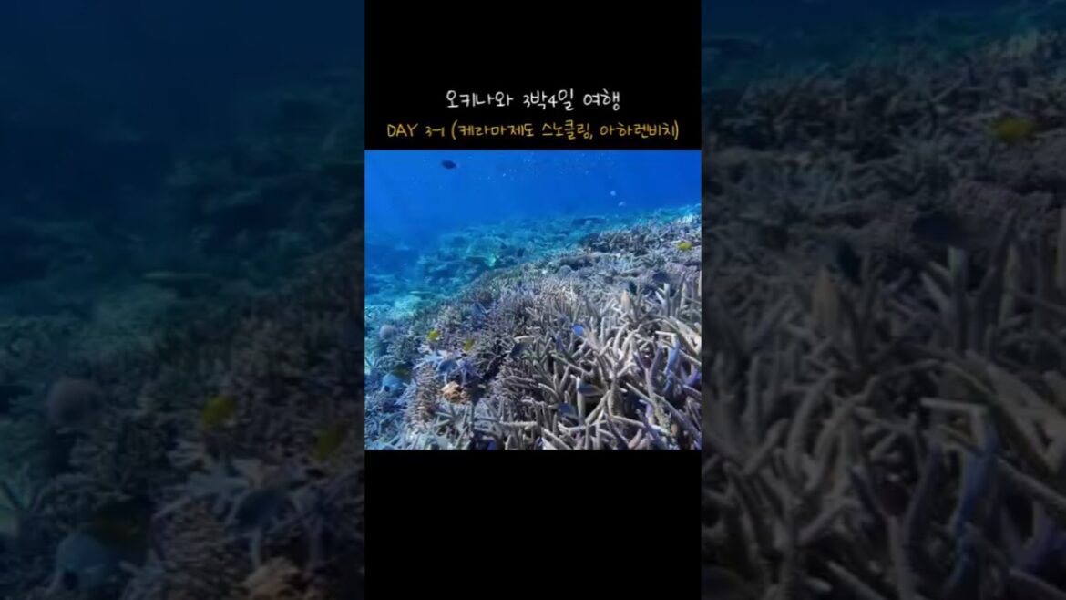 오키나와 3박 4일 여행 DAY3-1(케라마제도 토카시키섬 보트 스노클링 & 다이빙, 아하렌비치)