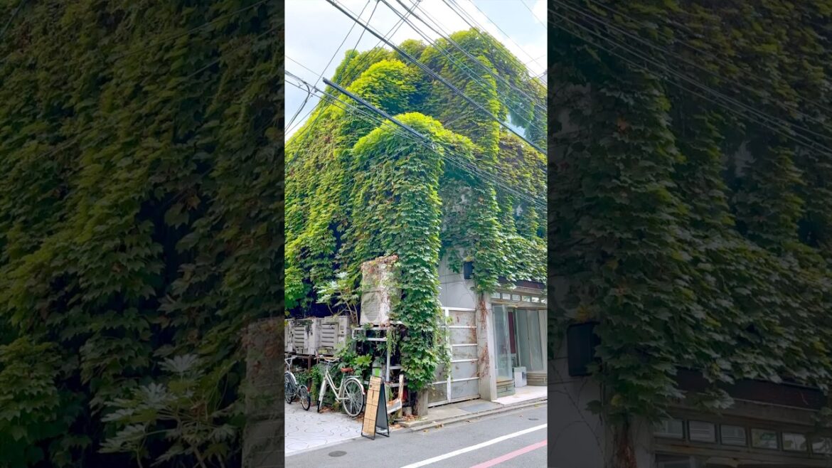 Wandering Through Downtown Kyoto #travel #kyoto #streets #downtown #stroll #summer #market
